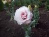 Эустома Эхо розовая июнь первый цветок