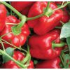 20 Перец Телестар F1 красный кубовидный Израиль 20 семян