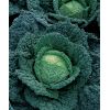 100 Капуста Мелисса F1 савойская Нидерланды 100 семян