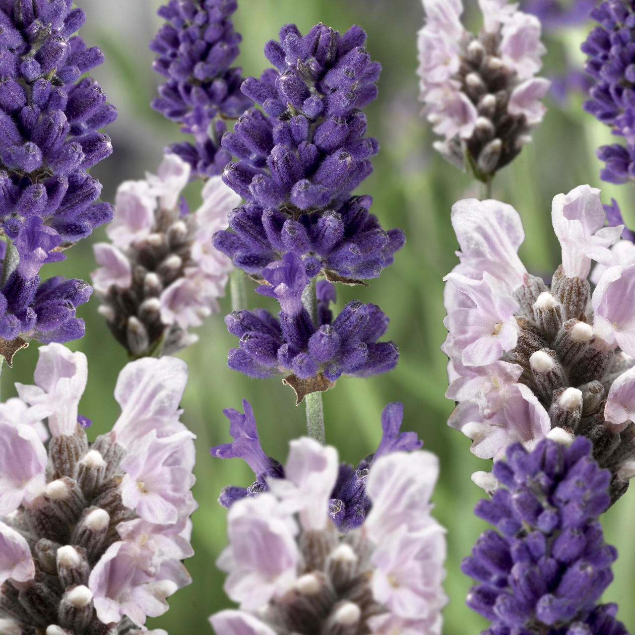 Лаванда Scent, Blue and White Scent Early Mix