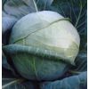100 Капуста Бурбон F1 белокочанная Нидерланды 100 семян