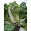 Капуста Маноко F1