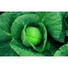 Капуста Байонет F1 белокочанная Нидерланды 2.500 семян