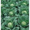 Капуста Пандион F1 белокочанная Нидерланды 2.500 семян