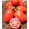Томат Галилея F1 Детерминантный. Израиль 1.000 семян