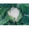 Капуста Севилла F1 цветная Нидерланды 2.500 семян