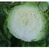 Капуста Магнус F1 белокочанная Израиль 2.500 семян