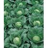 100 Капуста Пандион F1 белокочанная Нидерланды 100 семян