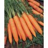 Морковь Бангор F1 фракция 1,6-1,8 mm Нидерланды 100.000 семян