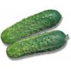 100 Огурец Аякс F1 Нидерланды 100 семян