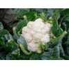 Капуста Леканю F1 цветная Швейцария 2.500 семян