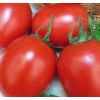 Томат Бенито F1 Детерминантный. Нидерланды 10 семян