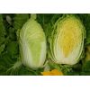 Капуста Табалуга F1 пекинская Нидерланды 1.000 семян