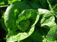 100 Капуста Пасифико F1 пекинская Нидерланды 100 семян