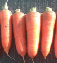 Морковь Курода Пауэр Япония 1 кг