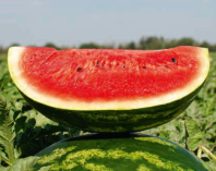 Арбуз СВ 3807 ВТ F1