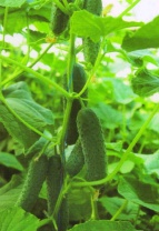 Огурец Уран F1 Япония 1.000 семян