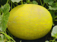 Дыня АВГУСТИН F1