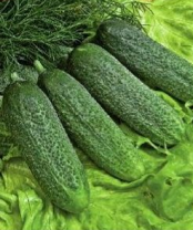 Огурец Монолит F1 Нидерланды 1.000 семян