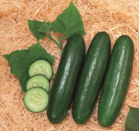 Огурец Зена F1
