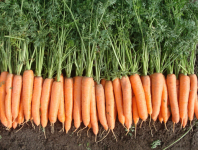 Морковь Олимпо F1