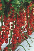 100 Томат Сакура F1 Индетерминантный черри. Нидерланды 100 семян 100 Томат Сакура F1 Индетерминантный черри. Нидерланды 100 семян