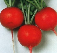 1.000 Редис Глориет F1 Япония 1.000 семян