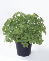 50 Петрушка листовая Итальянский гигант Италия 50 грамм