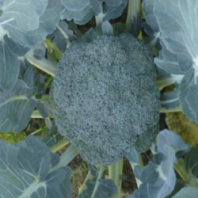 100 Капуста Партенон F1 брокколи Япония 100 семян 100 Капуста Партенон F1 брокколи Япония 100 семян