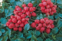 Редис Регге Нидерланды 500 грамм