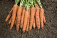 Морковь Ромоса Нидерланды 500 грамм