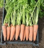 10.000 Морковь Канада F1 Нидерланды 10.000 семян