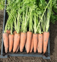 10.000 Морковь Канада F1 Нидерланды 10.000 семян