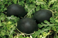 10 Арбуз Черный Жемчуг F1 Испания 10 семян