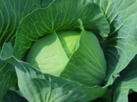 100 Капуста Бронко F1 белокочанная Нидерланды 100 семян