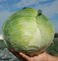 Капуста Юбилей F1 белокочанная Нидерланды 2.500 семян