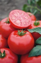 30 Томат Томск F1 Детерминантный. Нидерланды 30 семян