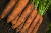 4 Морковь Белградо F1 Нидерланды 4 грамма