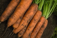 4 Морковь Белградо F1 Нидерланды 4 грамма