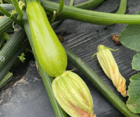 Кабачок Инесса F1