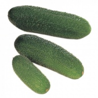 Огурец Гармония Р3 F1