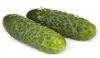 Огурец Лист F1 Нидерланды 100 семян