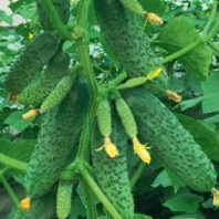 Огурец Ратник F1 Турция 500 семян Огурец Ратник F1 Турция 500 семян