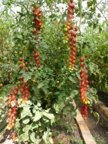 2 Томат Конфетто F 1 Индетерминантный черри. Нидерланды «Профессиональные семена» 2,2 растения на 1 м2. 2 шт.