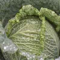 100 Капуста Мадлен F1 савойская Нидерланды 100 семян