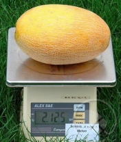 Дыня Самит F1 Нидерланды 1.000 семян