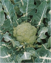 Капуста Белстар F1