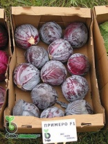 Капуста Примеро F1 краснокочанная Нидерланды 2.500 семян