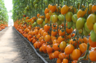 Томат Бенигара F1