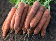 Морковь Нектар F1 Нидерланды. Гелевые драже. 100 др.